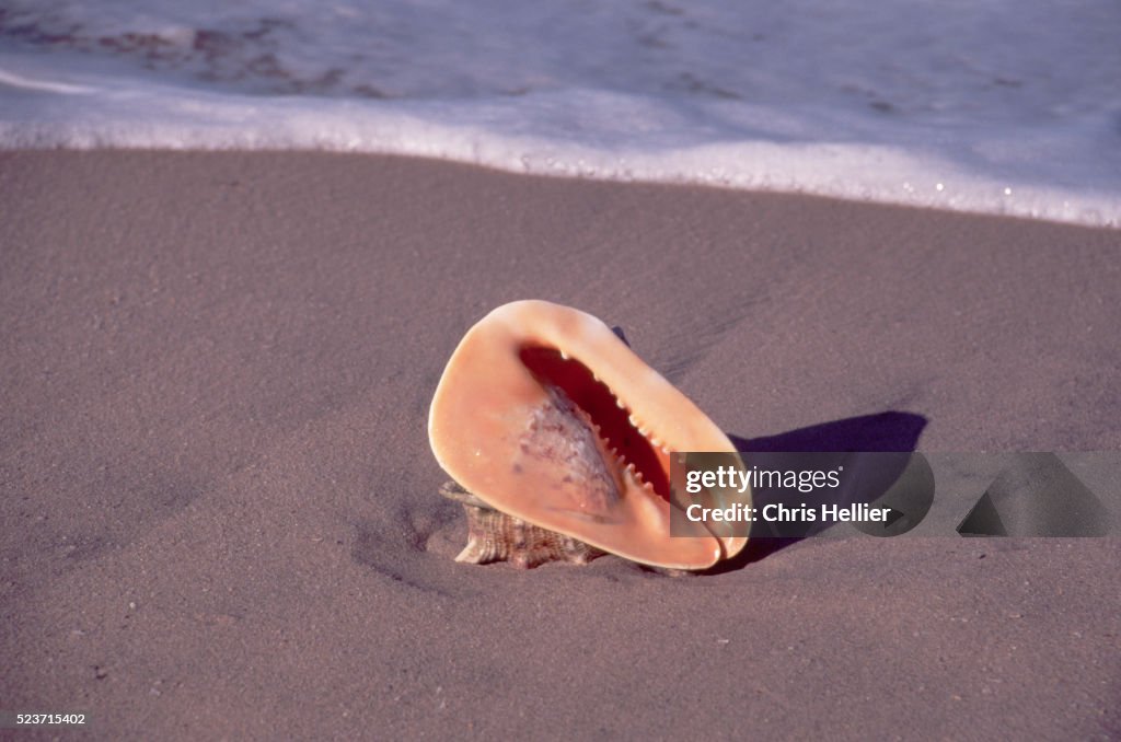 Horned Helmet Shell on Beach