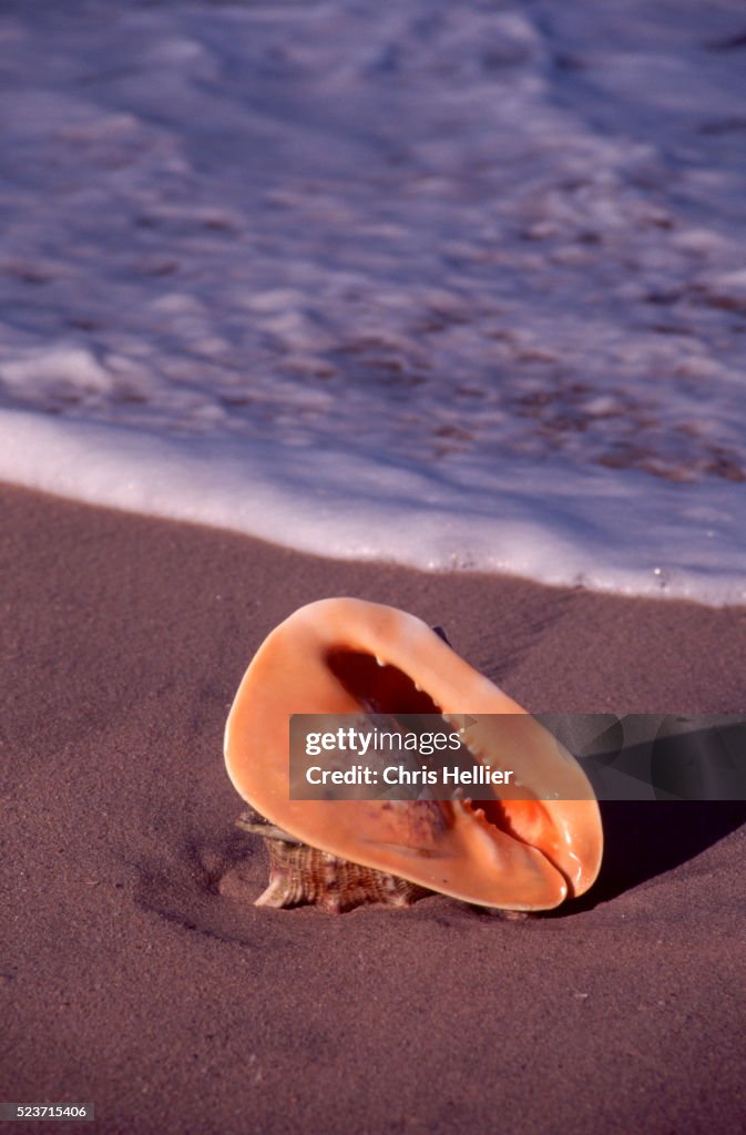 Horned Helmet Shell on Beach
