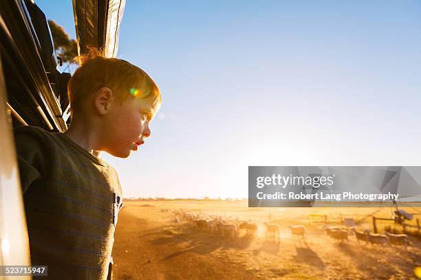 rural sunset on a sheep farm, south australia - kid looking up to the sky stock pictures, royalty-free photos & images