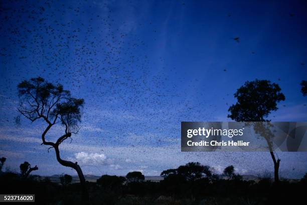 cloud of locusts - swarm of insects foto e immagini stock