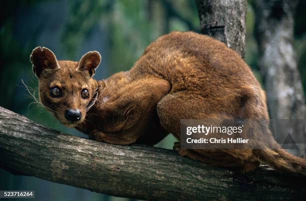 fossa perched on a tree limb - madagascar-fossa stock pictures, royalty-free photos & images