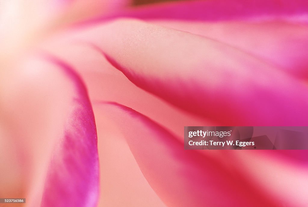 Detail of a Christmas Cactus