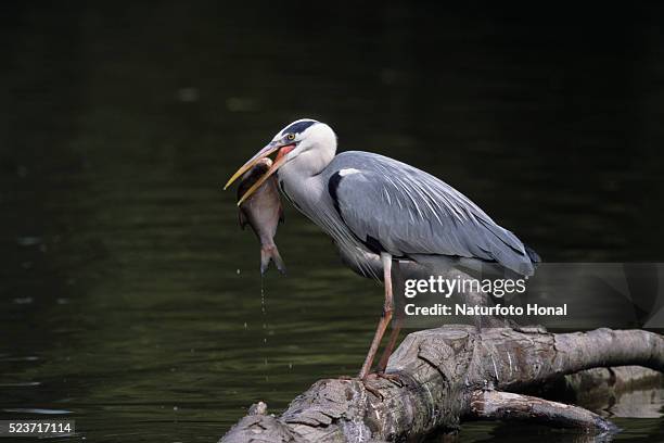 grey heron eating fish - gray heron stock pictures, royalty-free photos & images