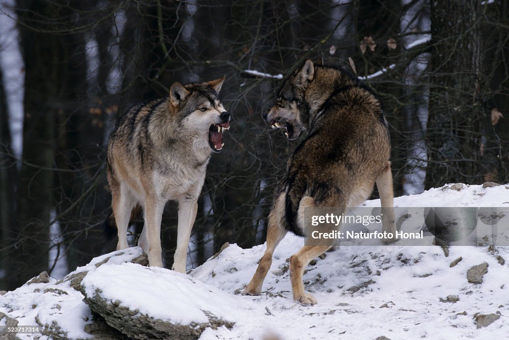 Wolves Attacking Gray Wolves Fighting