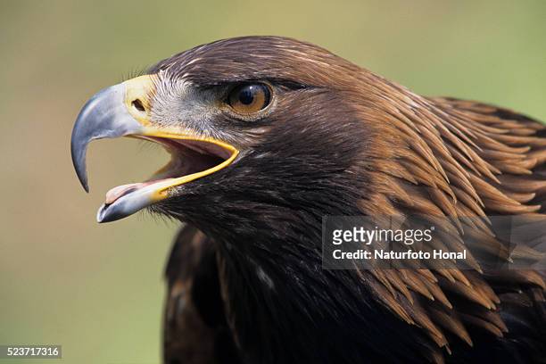 golden eagle head in profile - steinadler stock-fotos und bilder