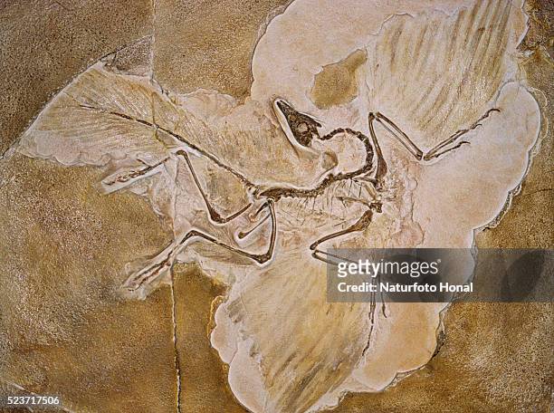 archaeopteryx lithographica fossil - jura stockfoto's en -beelden