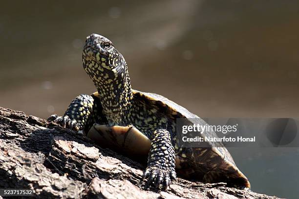 european pond turtle sunning on rock - european pond turtle stock pictures, royalty-free photos & images