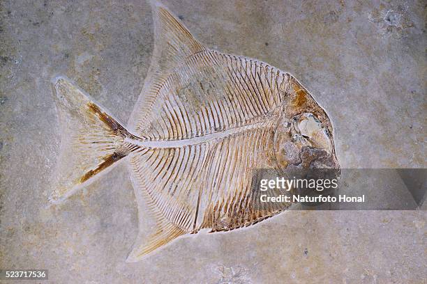 procinetes elegans fish fossil - kalkstein stock-fotos und bilder