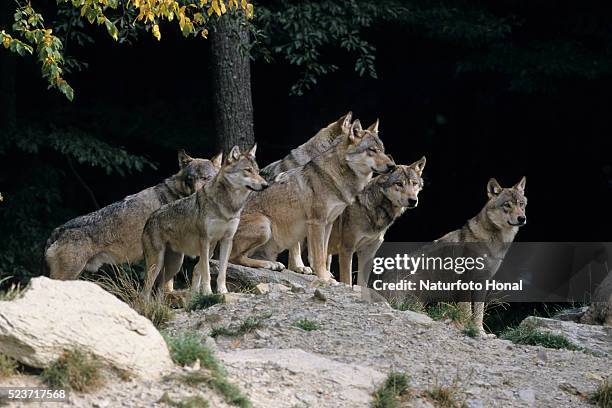 pack of gray wolves - manada fotografías e imágenes de stock