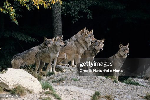 Wolves Definition Pack Of Gray Wolves High-Res Stock Photo - Getty Images