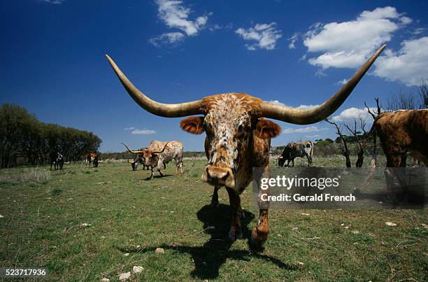 longhorn steers in a pasture - longhorn ストックフォトと画像