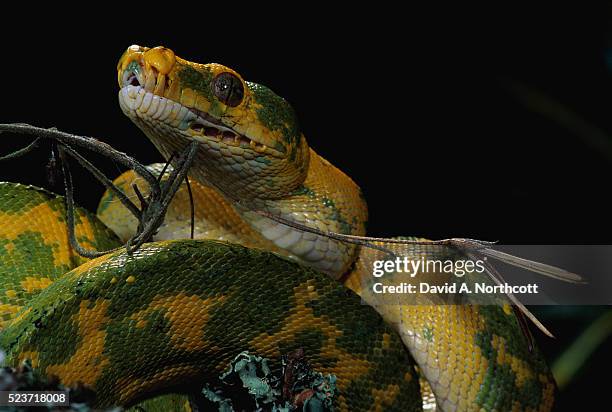 green tree python - green tree python stock pictures, royalty-free photos & images
