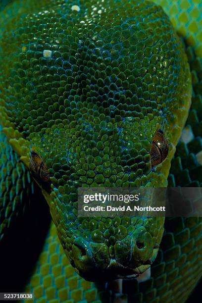 head of green tree python - green tree python stock pictures, royalty-free photos & images