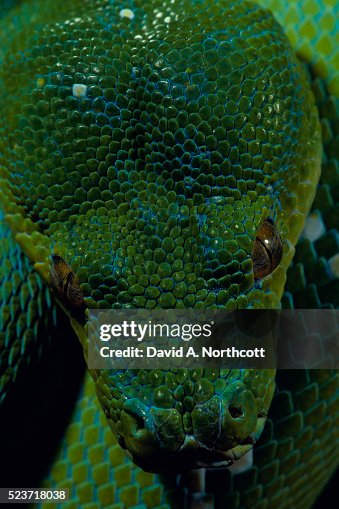 Head of Green Tree Python Head of Green Tree Python