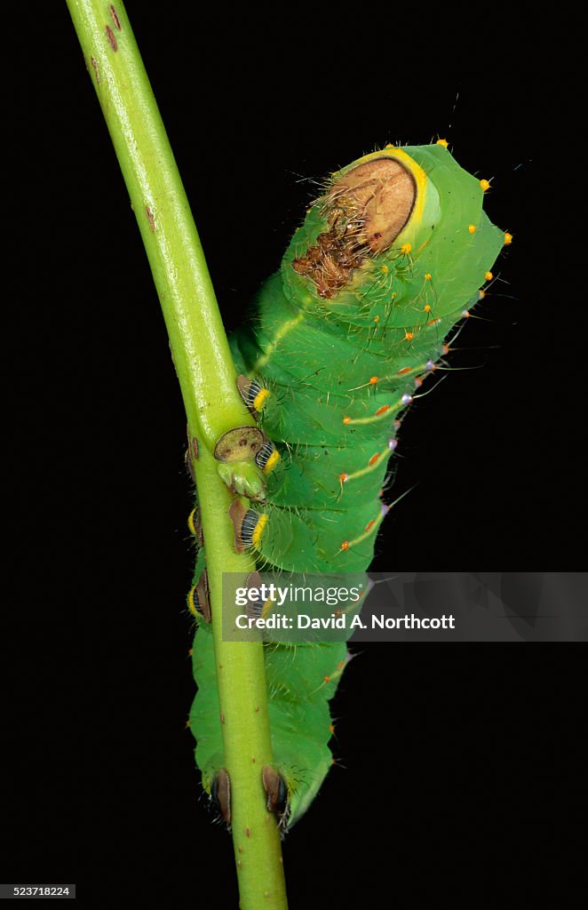 Polyphemus Moth Caterpillar Hanging from Stem