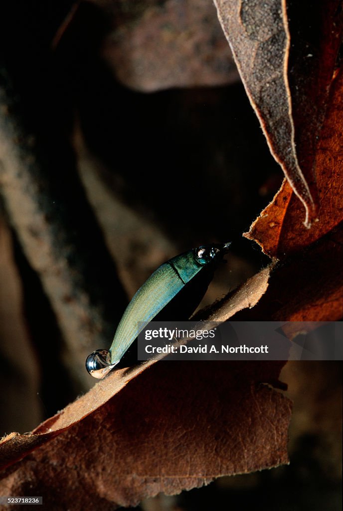 Giant Whirligig Beetle Perching on Leaf