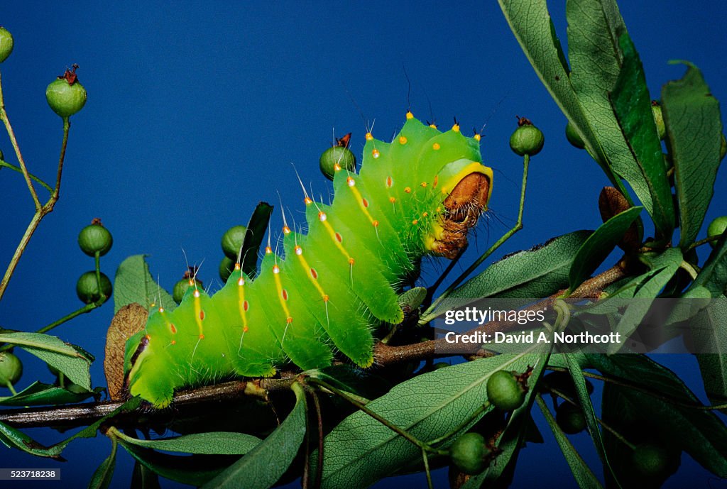 Polyphemus Moth Caterpillar Perching on Branch