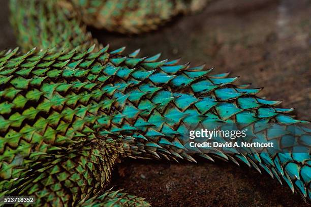 671 Reptile Scales Texture Stock Photos, High-Res Pictures, and Images -  Getty Images