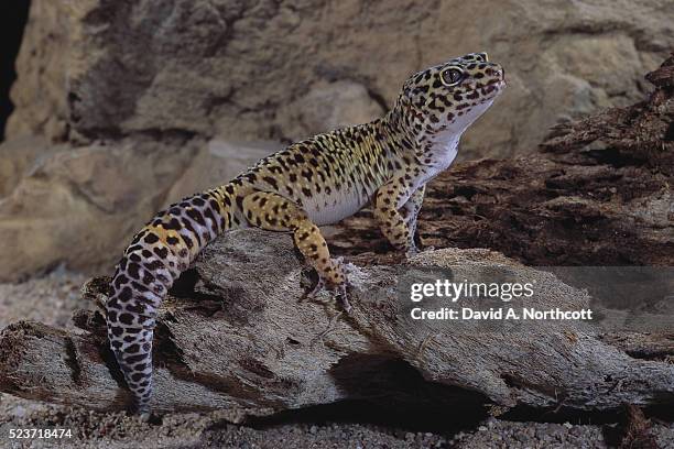 1 181点のヒョウモントカゲモドキのストックフォト Getty Images 1 181点のヒョウモントカゲモドキのストックフォト Getty Images