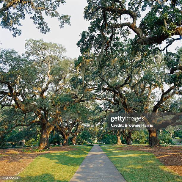 oak trees shading garden sidewalk - myrtle beach foto e immagini stock