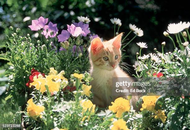 gold kitten sitting in flower bed - feline stock pictures, royalty-free photos & images