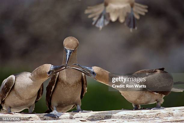 juvenile red-footed boobies - sula vogelgattung stock-fotos und bilder