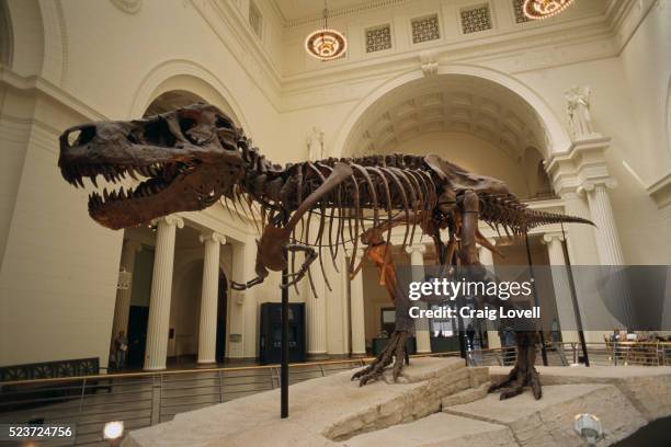 tyrannosaurus rex fossil - t rex museum stock pictures, royalty-free photos & images