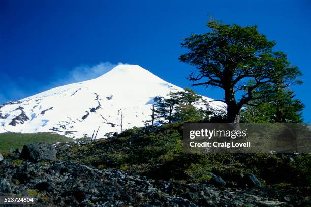 lenga forest near villarrica in chile - villarrica stock pictures, royalty-free photos & images