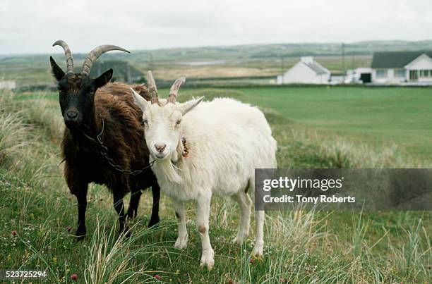 two goats chained together - geit stockfoto's en -beelden
