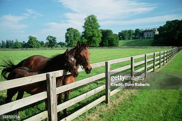 horse paddock near the mount juliet house - kilkenny ireland stock pictures, royalty-free photos & images