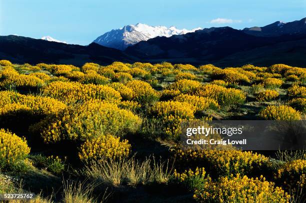 yellow bushes in argentina - pampas stock pictures, royalty-free photos & images
