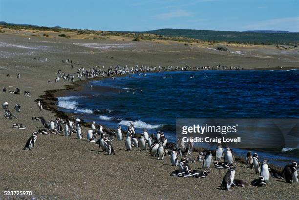 magellanic penguins on punta tombo - magellan penguin stock pictures, royalty-free photos & images
