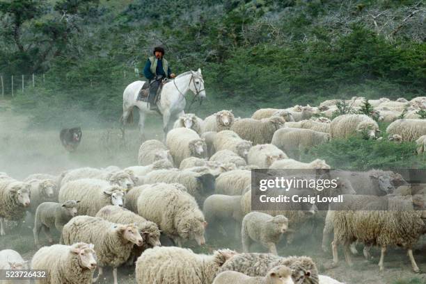 a guacho and sheepdog herding sheep - gaucho stock pictures, royalty-free photos & images