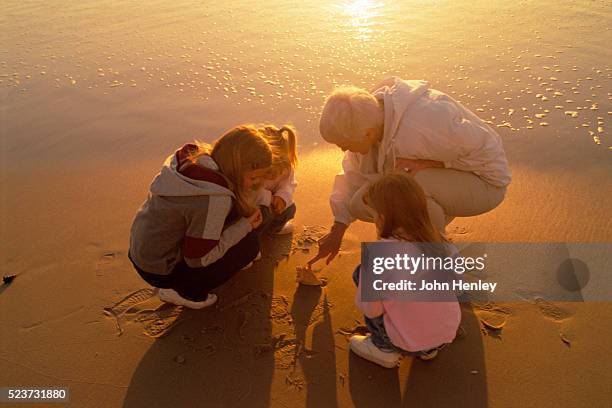 senior pointing out seashell to granddaughters at beach - henley beach stock pictures, royalty-free photos & images