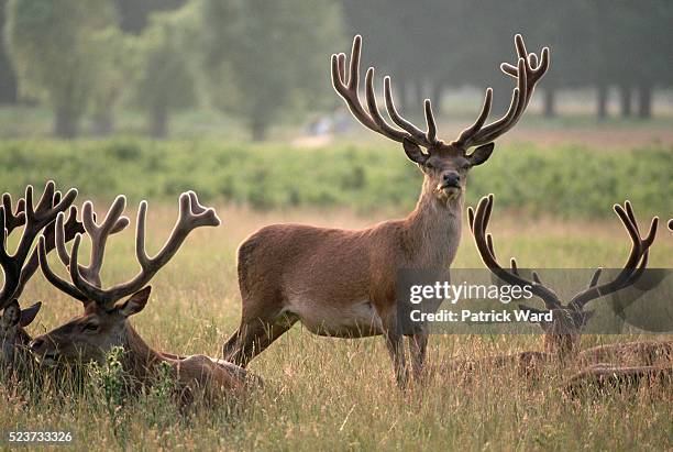 Bushey Raj 101 Bushey Park Stock Photos, High-Res Pictures, and Images - Getty Images