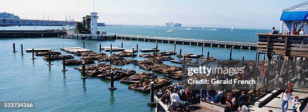 crowd observing sea lions along pier 39 - fishermans wharf fotografías e imágenes de stock