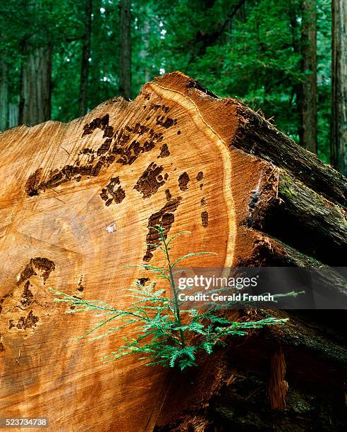 redwood log in humboldt redwoods state park - humboldt redwoods state park 個照片及圖片檔