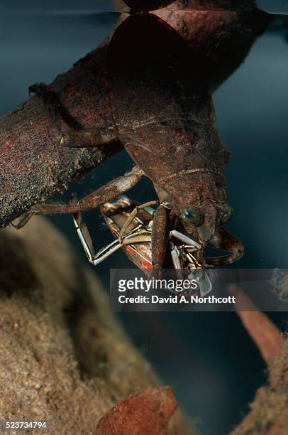 giant water bug feeding on backswimmer - belostomatidae stock pictures, royalty-free photos & images