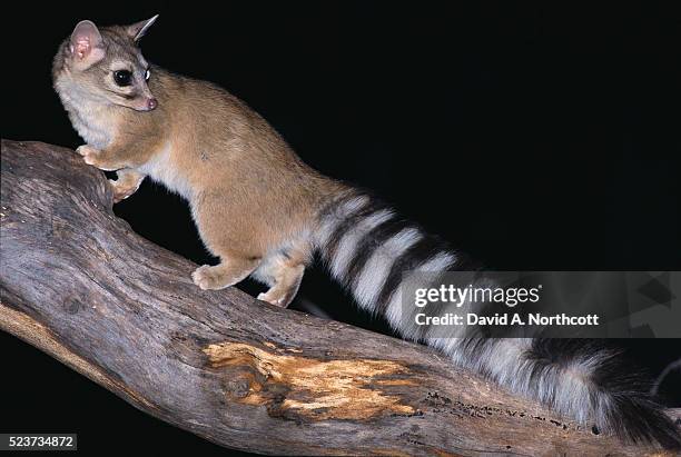 alert ringtail on log - ringtail cat stock pictures, royalty-free photos & images