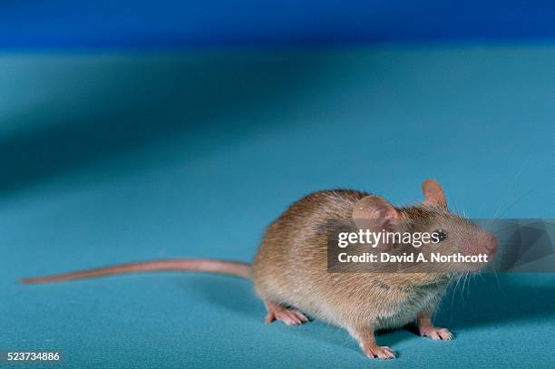 common house mouse - mouse animal stock pictures, royalty-free photos & images