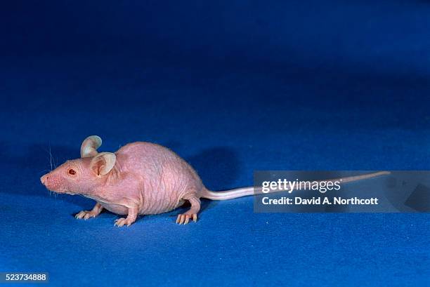 hairless house mouse - hairless mouse stock pictures, royalty-free photos & images