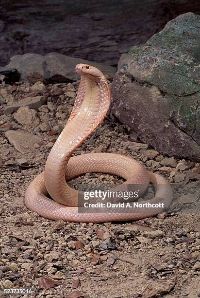 albino monacled cobra flaring hood - cobra ストックフォトと画像