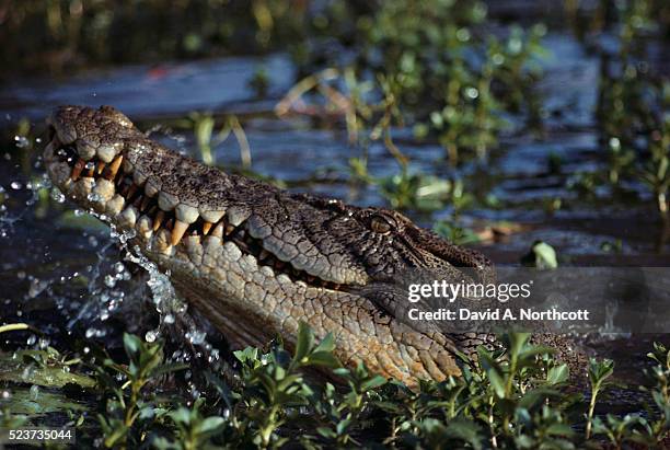 head of salt water crocodile - crocodylus porosus stock pictures, royalty-free photos & images