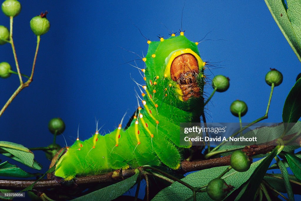 Polyphemus Moth Caterpillar Perching on Twig