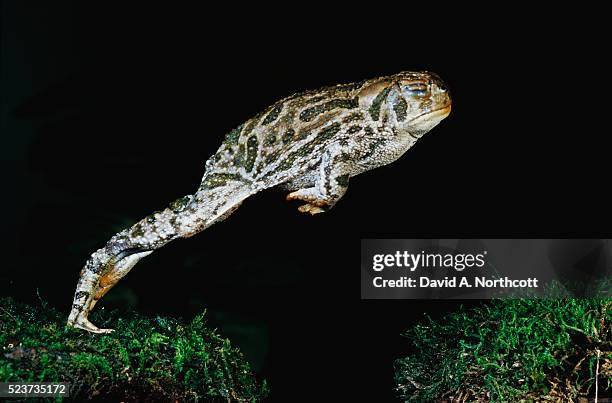 great plains toad jumping - great plains toad stock pictures, royalty-free photos & images
