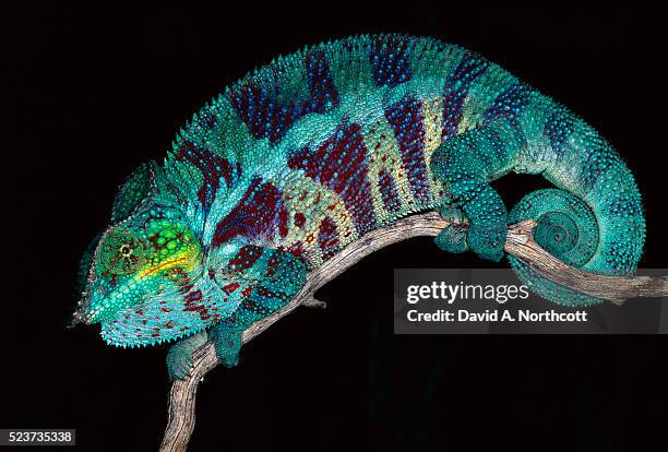 panther chameleon on tree branch - ambanja panther chameleon stockfoto's en -beelden