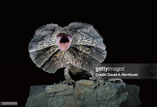 frilled lizard in threatening pose - frilled lizard stock-fotos und bilder