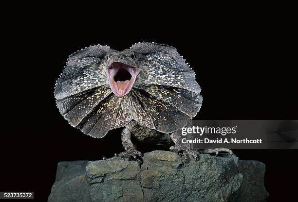 frilled lizard in threatening pose - frilled lizard stock pictures, royalty-free photos & images