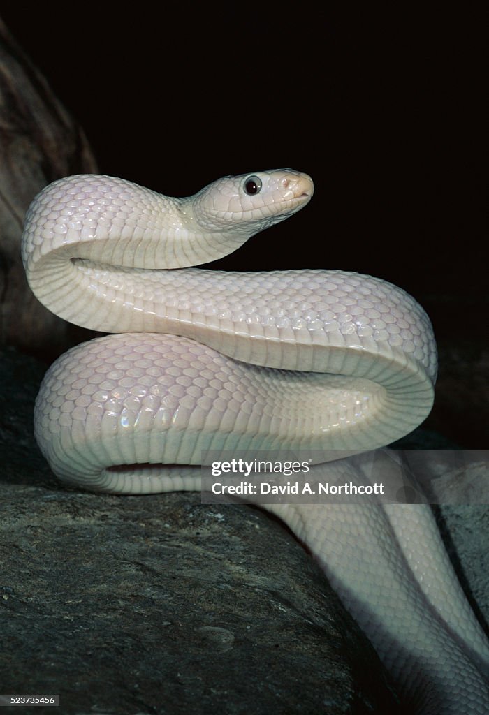Leucistic Black Rat Snake