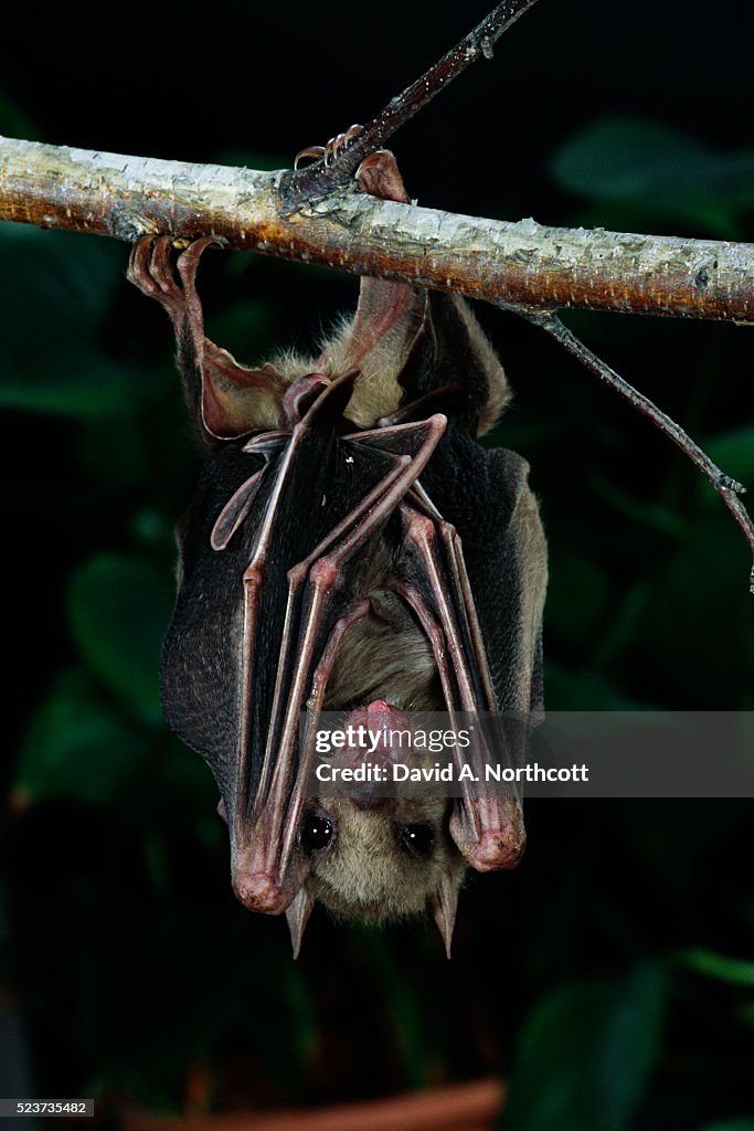 Hanging African Fruit Bat